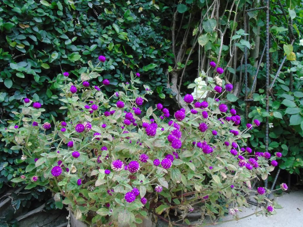 Chiquimula Hostal Casa Vieja מראה חיצוני תמונה